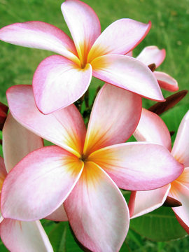 Tropical Flowers - Pink Tropical Flower Detail