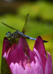 Dragonfly Perching Atop Water Lily
