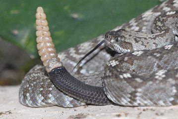 A Texas black-tailed rattlesnake 