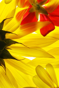 Yellow And Red Summer Flowers Background