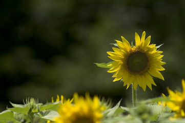 a sunflower standing tall above the rest