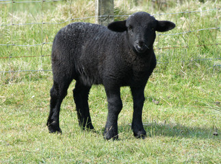 cute black lamb