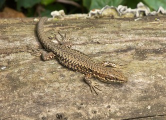 lézard