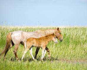 Naklejka na ściany i meble Horses family. Mare with colt. Near Chany lake, Novosibirsk 