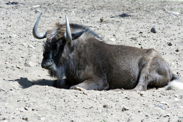 Connochaetes gnou (aka Black Wildebeest or White-tailed gnu)