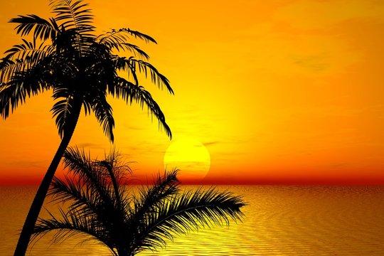 Sunset. Palms. 
