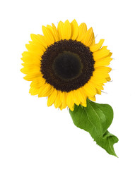 Sunflower 006