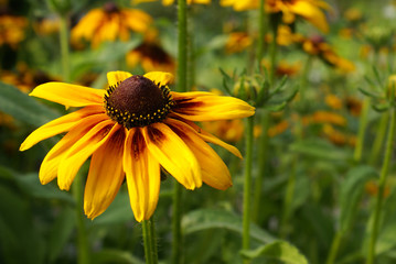 Yellow flower in garden front view
