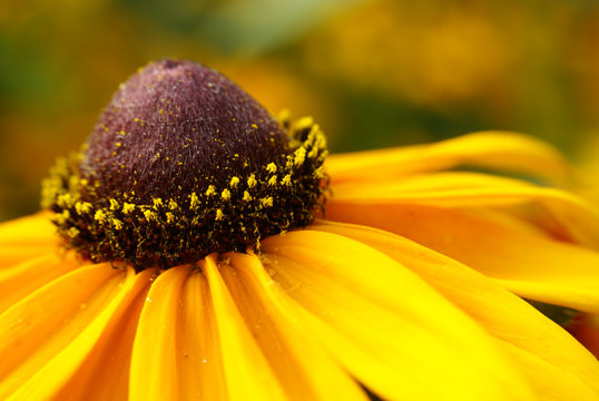 Fototapeta Yellow flower in garden big macro