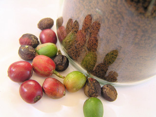 Raw coffee beans 