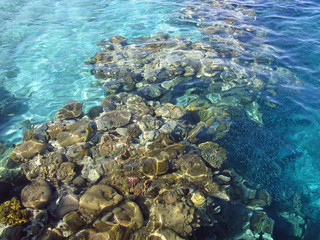 Corals reefs nature reserve in the Red Sea Eilat Israel