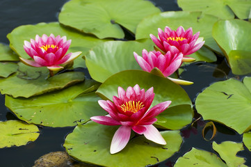 Pink exotic waterlilies blooming in pond