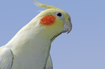 Lutino cockatiel