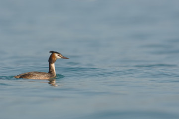 Grèbe huppé - Podiceps cristatus - Great Crested Grebe