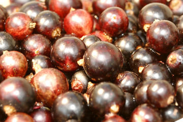 A mound of freshly picked blackcurrants