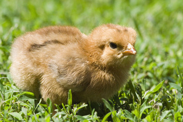 Poussin