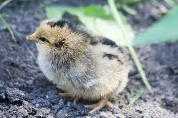 Poussin © Mastrofoto