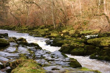 The Strid in strid wood, near Bolton Abbey in North Yorkshire
