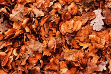 Autumn Leaves making a natural background