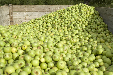 remorque fruit