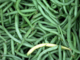 Fresh Green Beans and one Yellow
