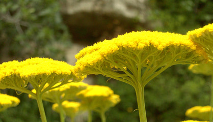 Gelbe Schafgarbe 01