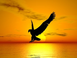 Obraz na płótnie Canvas Flying Eagle