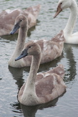 bebe cygne