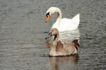 bebe cygne