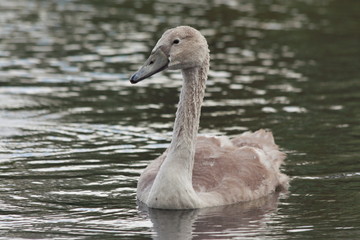 bebe cygne