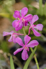 Pink orchid flower, Seychelles