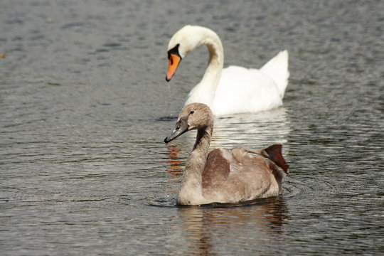 bebe cygne
