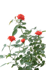 Bush of red roses