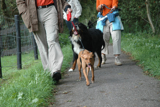 People walking with their dogs
