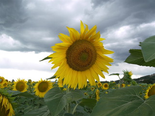 le tournesol