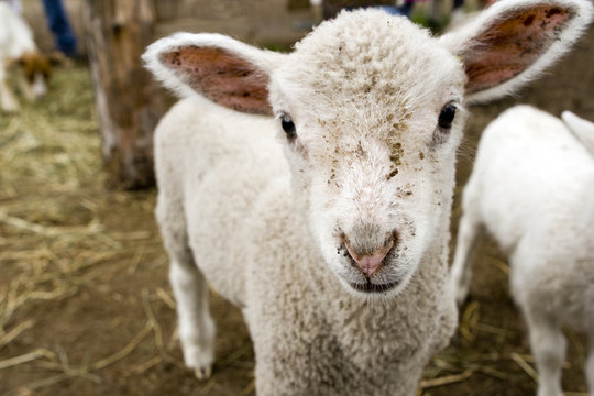 lamb head close-up