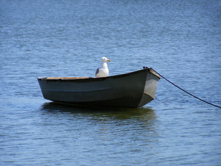 boat with bird
