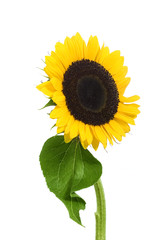Sunflower 014