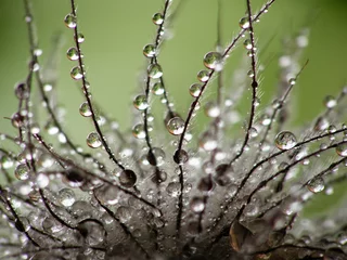 Aluminium Prints Dandelions and water wet clematis seed