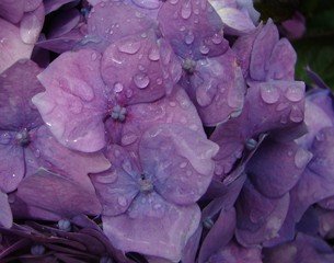 Garden Rain