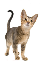 Kitten in studio 