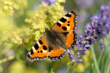 Schmetterling