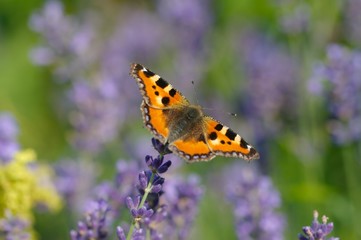 Schmetterling
