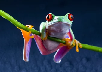 Zelfklevend Fotobehang Kikker red eyed frog on bamboo