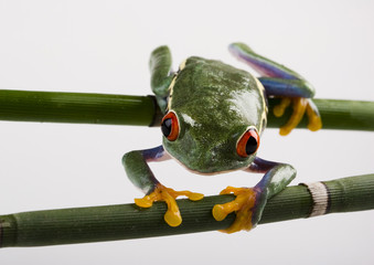 red eyed frog on bamboo