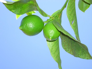 Zitronenbaum
