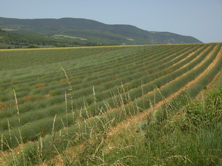 Lavendel 12