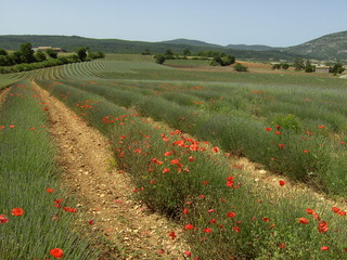 Lavendel 15