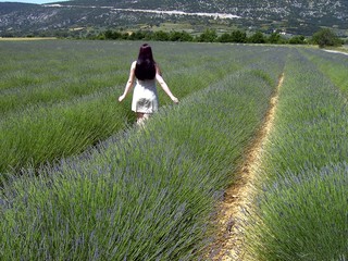 Lavendel 19