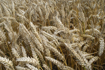 Fototapeta premium Champ de blé